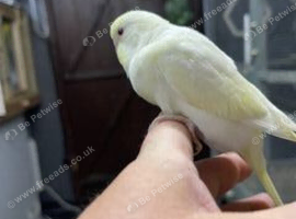 3 x baby budgies