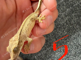 bio colour or low expression morph Baby crested gecko