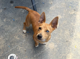 Sausage x Jack russel