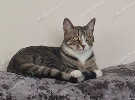 2 cats. Domestic shorthair