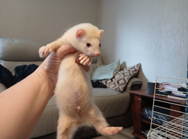 Ferret kits