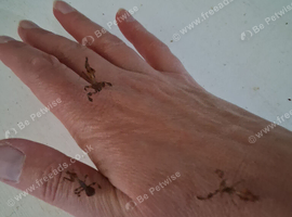 Ghost mantis nymphs