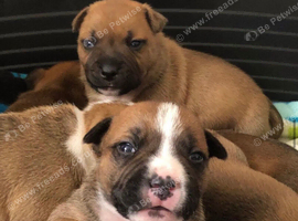 Red Staffordshire bull terrier puppies