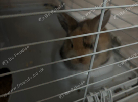 2 baby bunnies