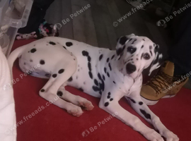 Stunning pure bred Dalmatian pup LAST GIRL