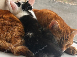 2 cats