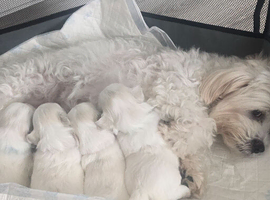 Maltese
