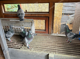 5 pairs of racing pigeons available
