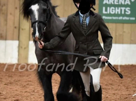 ~ 9yo 12.2hh Irish Cob Gelding FOR FULL LOAN