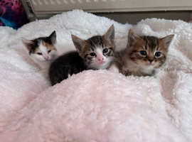 Gorgeous Bengal Kittens!!