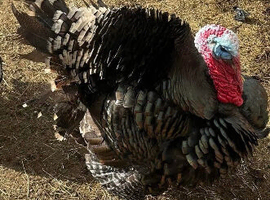 Bronze male turkey