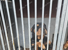 Rottweiler for sale