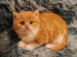 Exotic Persian girl and boy ready for rehoming