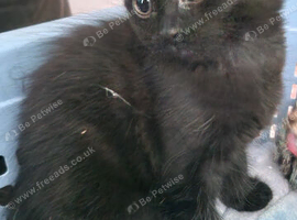 Kittens