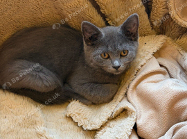 Gorgeous British Short Hair kittens