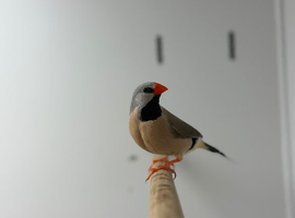 Finches