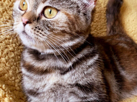 Looking for forever home