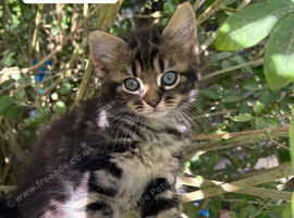 Grey tabby and black kittens