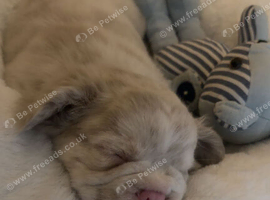 Fluffy Merle frenchie boy