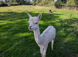 Beautiful White Male Alpaca