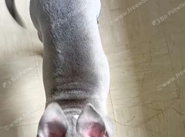 Staffy