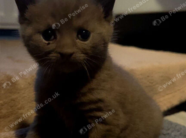 Cinnamon-colored Siamese
