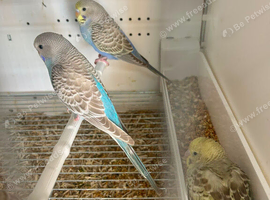 7 x baby budgies