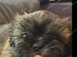 11 week old puppy