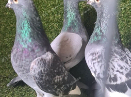 Racing pigeons