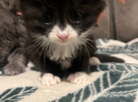 1 beautiful  Persian X kitten (female )