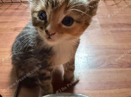 Beautiful kittens