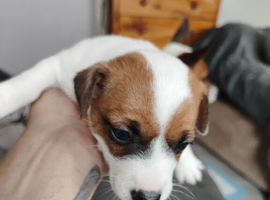 Jack Russell puppies
