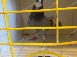 Racing pigeon
