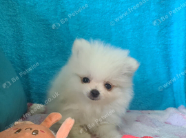 Pomeranian puppies ready now
