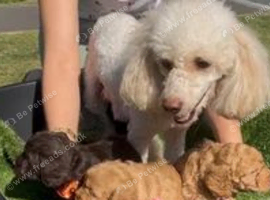 Gorgeous Poodle &times; Cocker Spaniel Puppies Looking for Loving Homes