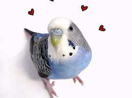 Adult budgie wanted