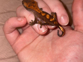 unsexed crested gecko