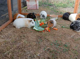Guinea pigs cared for whilst people on their holidays