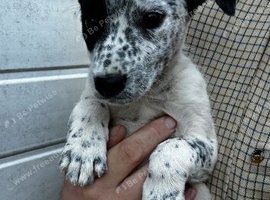 Beautiful Lurcher puppies