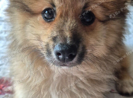 Fox face pomeranian puppys