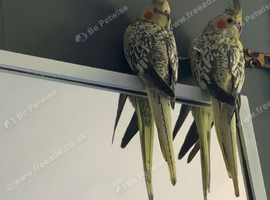 2 young tamed cockatiels for sale