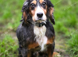 Rocky 4 year old male