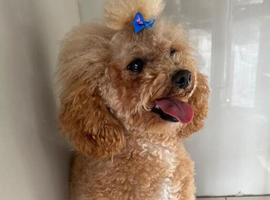 Toy poodle the perfect companion