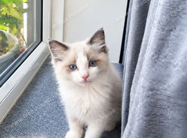 Ragdoll Bicollor male kittens