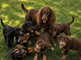 Cocker spaniel puppies ready now