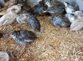 Chinese painted quail