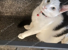 Male 1Yr old domestic cat