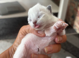 Stunning ragdoll ready soon
