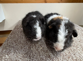 Teddy Boars