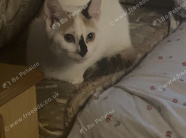 Kitten